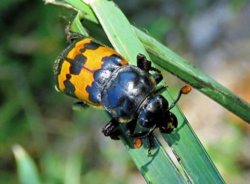 Nicrophorus vestigator